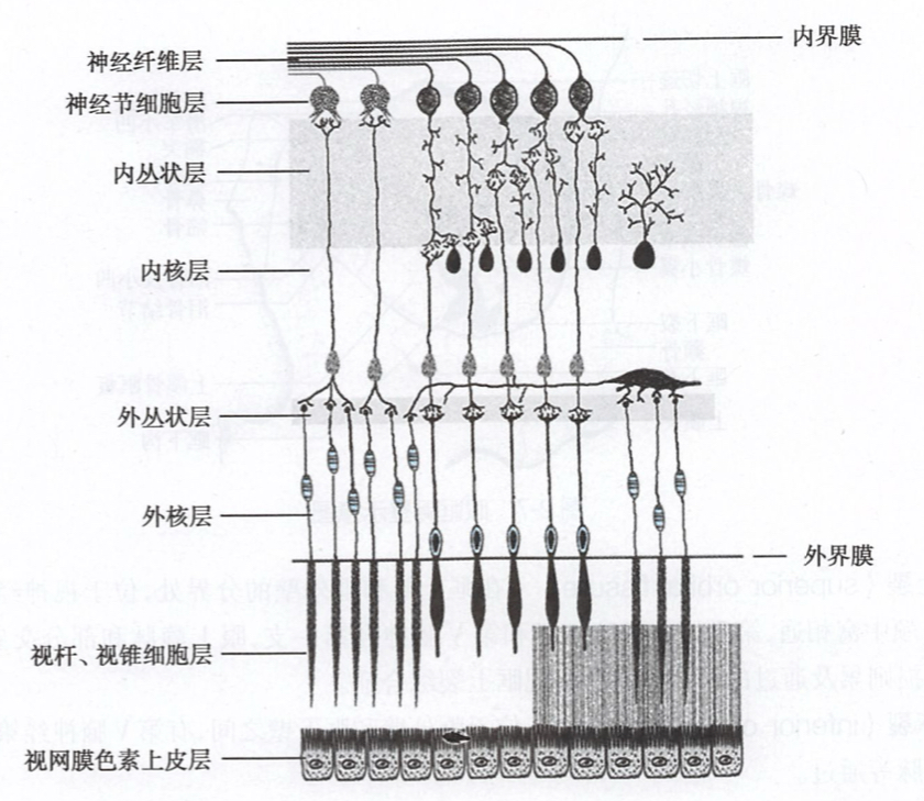 视网膜分层