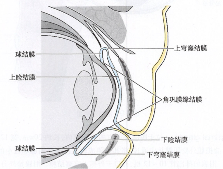 结膜