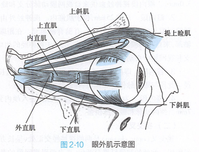 眼外肌