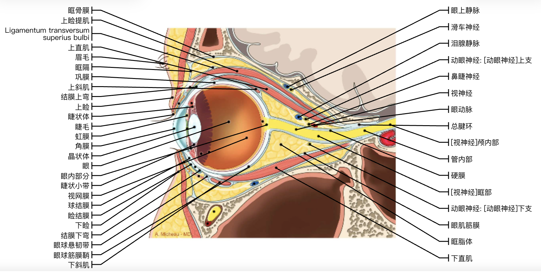眼球解剖